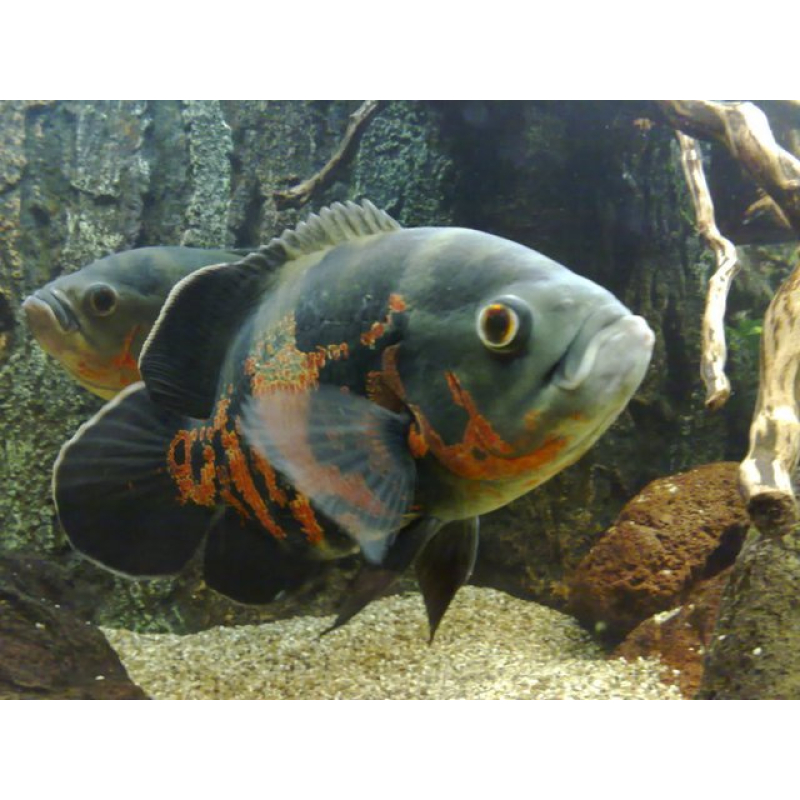 Astronotus Ocellatus